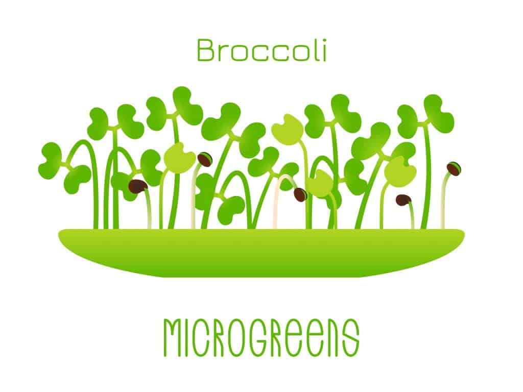 broccoli microgreens illustration