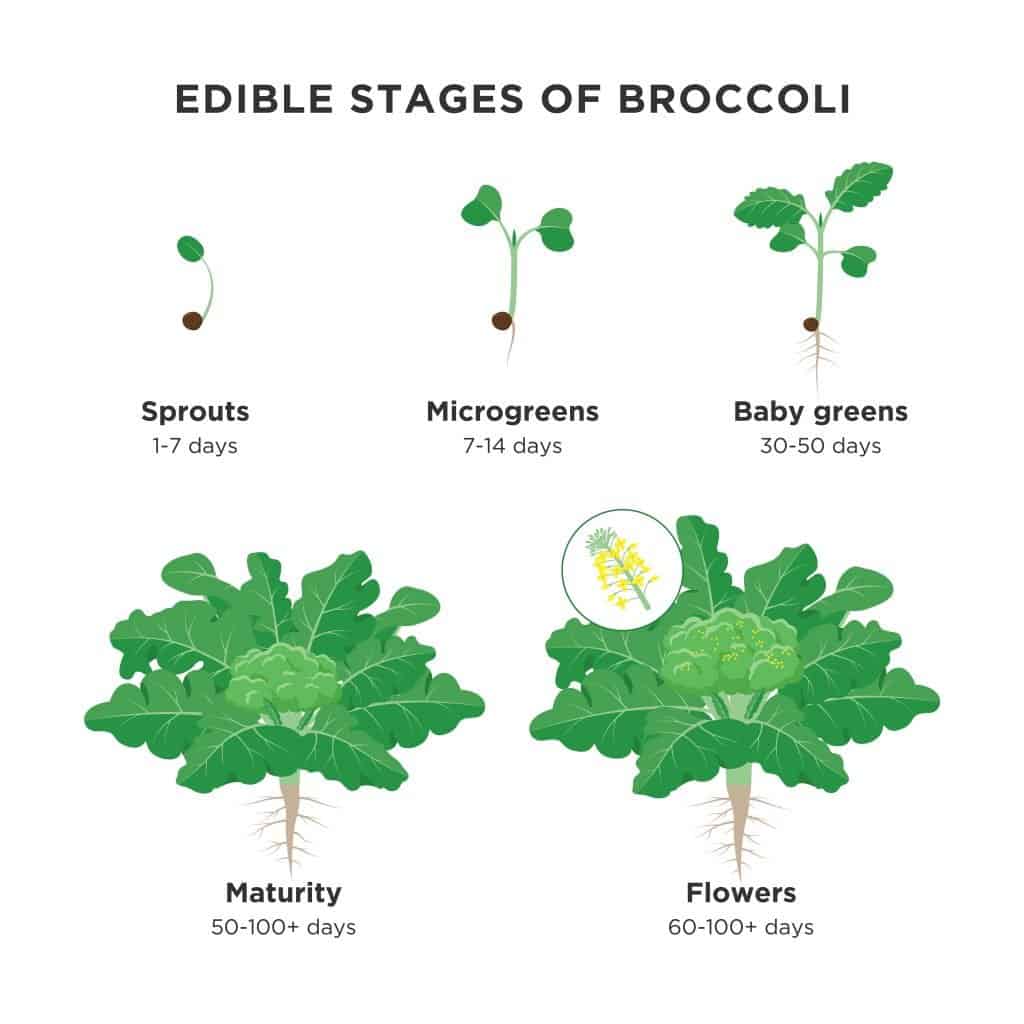 edible stages of broccoli illustration