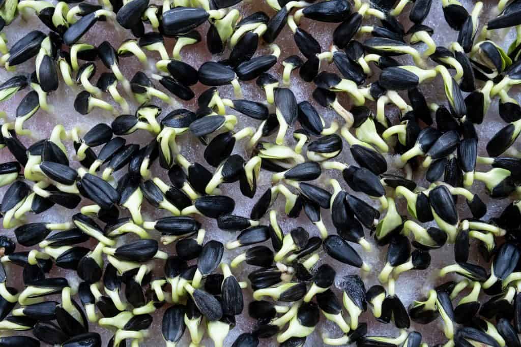 sunflower microgreens starting to sprout
