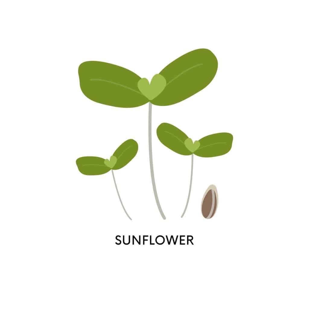 illustration of sunflower microgreens