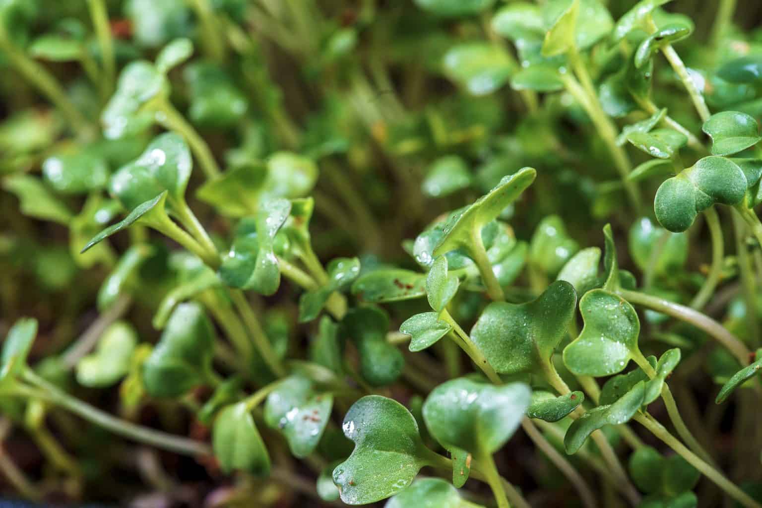 Spinach Microgreens Ultimate Growing Guide I Live for Greens