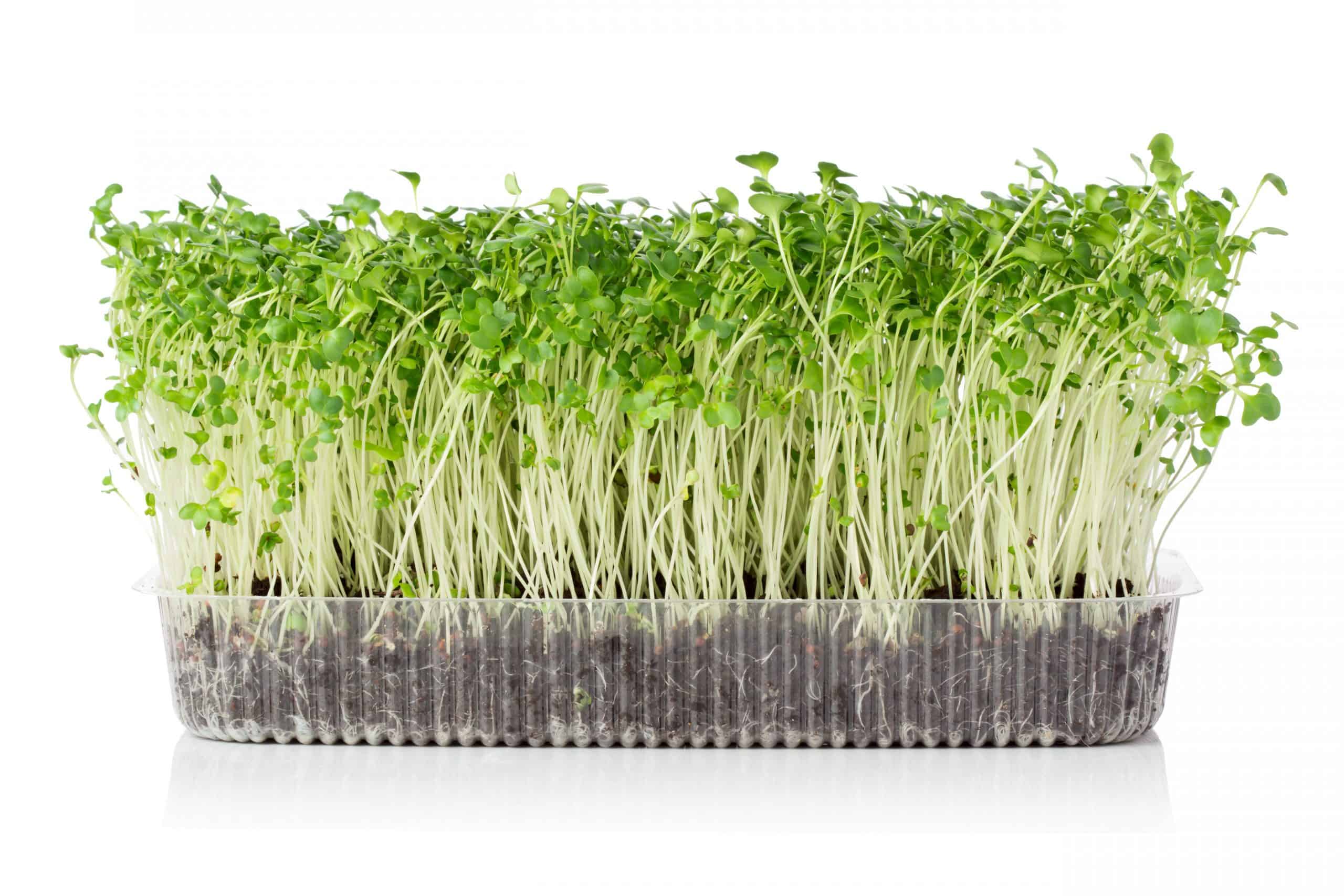 types-of-microgreens-i-live-for-greens