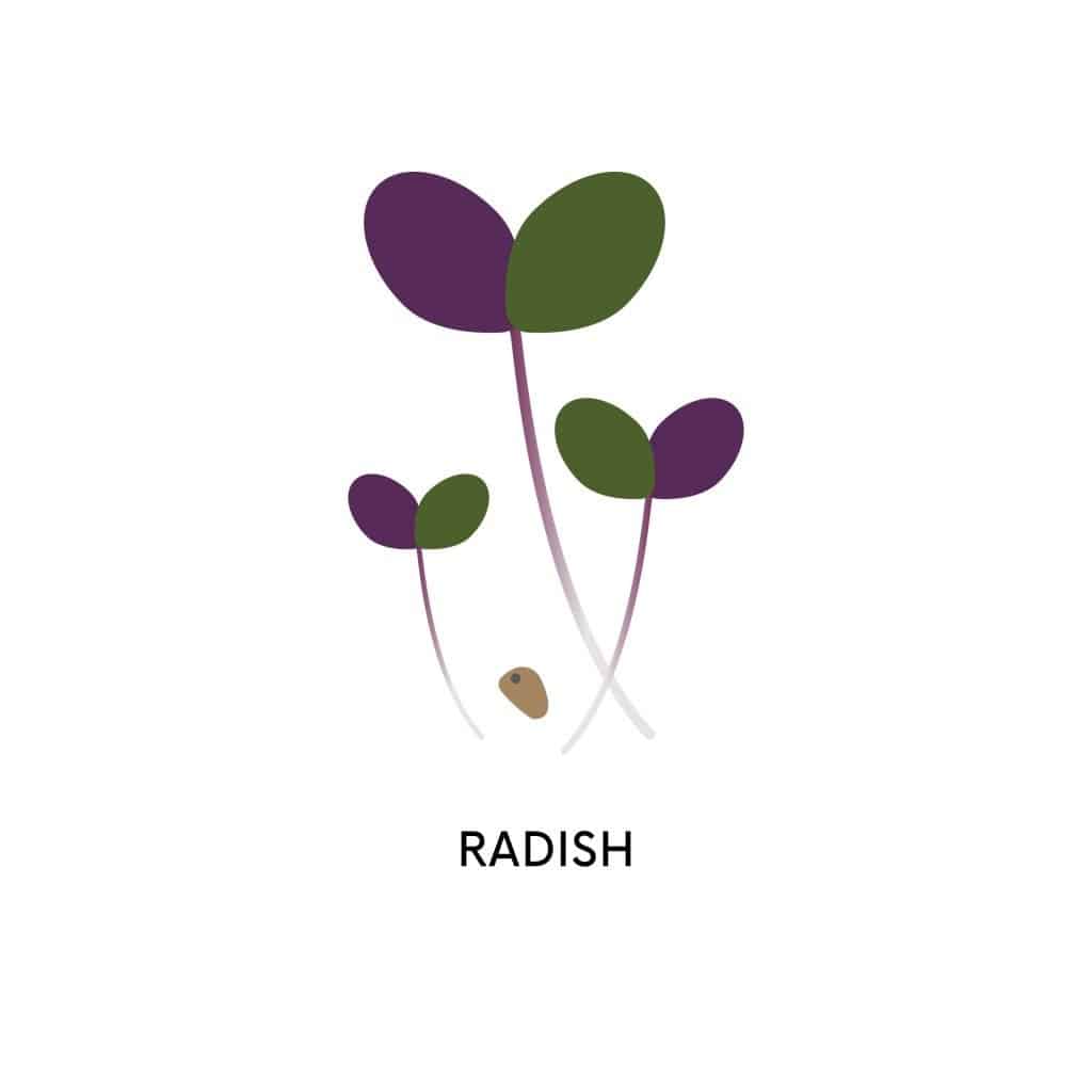 radish microgreens illustration