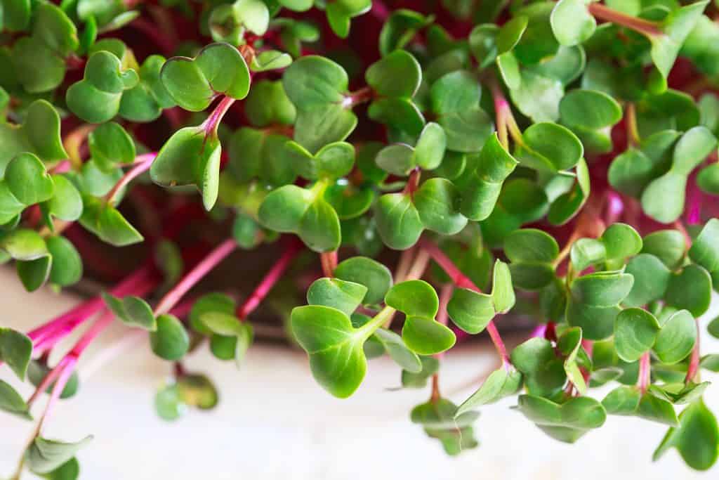 radish microgreens