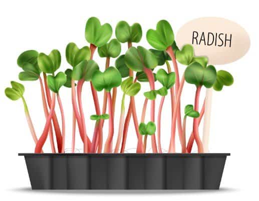 radish microgreens in tray illustration