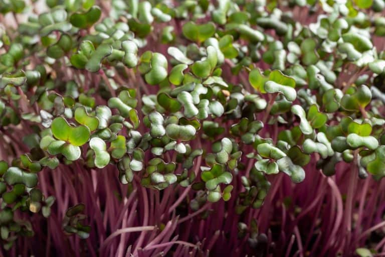 Red Cabbage Microgreens Ultimate Growing Guide