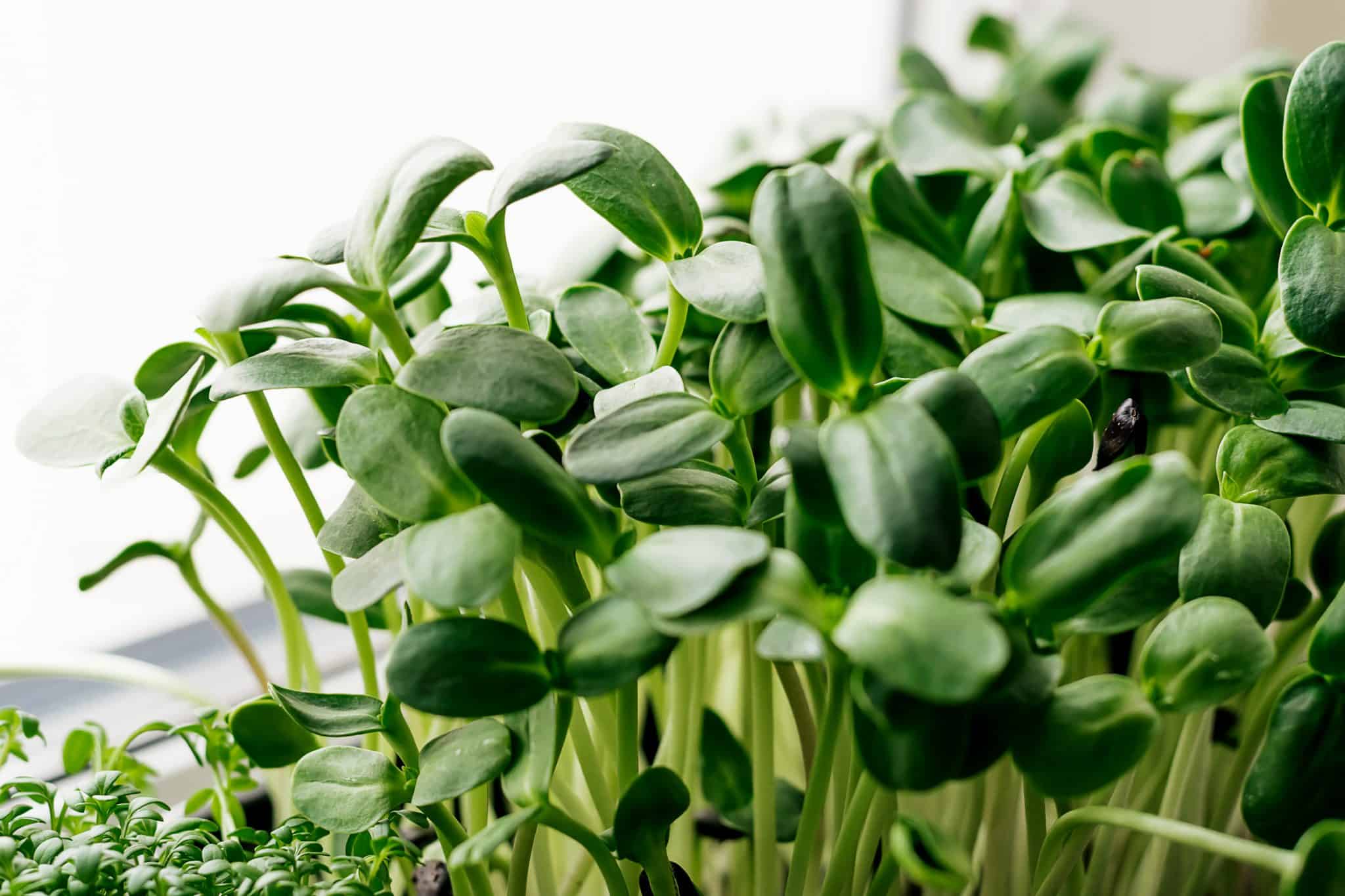 Sunflower Microgreens Ultimate Growing Guide - I Live for Greens