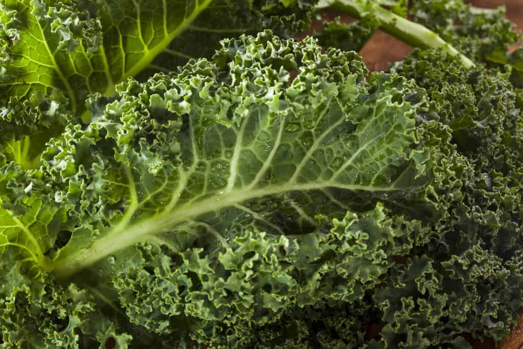 close up of fresh kale