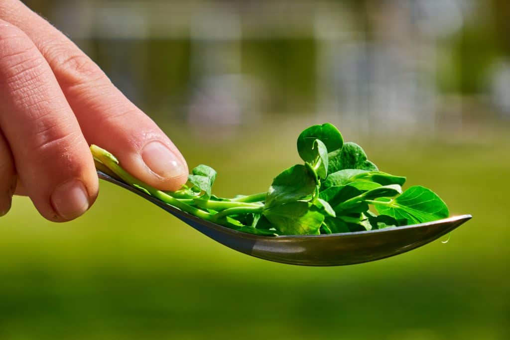tiny micro-green spinach in woman's hands