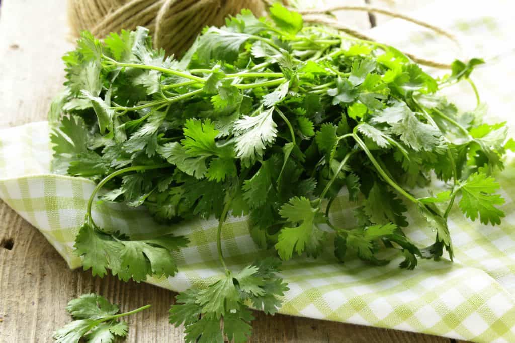 fresh cilantro on napkin