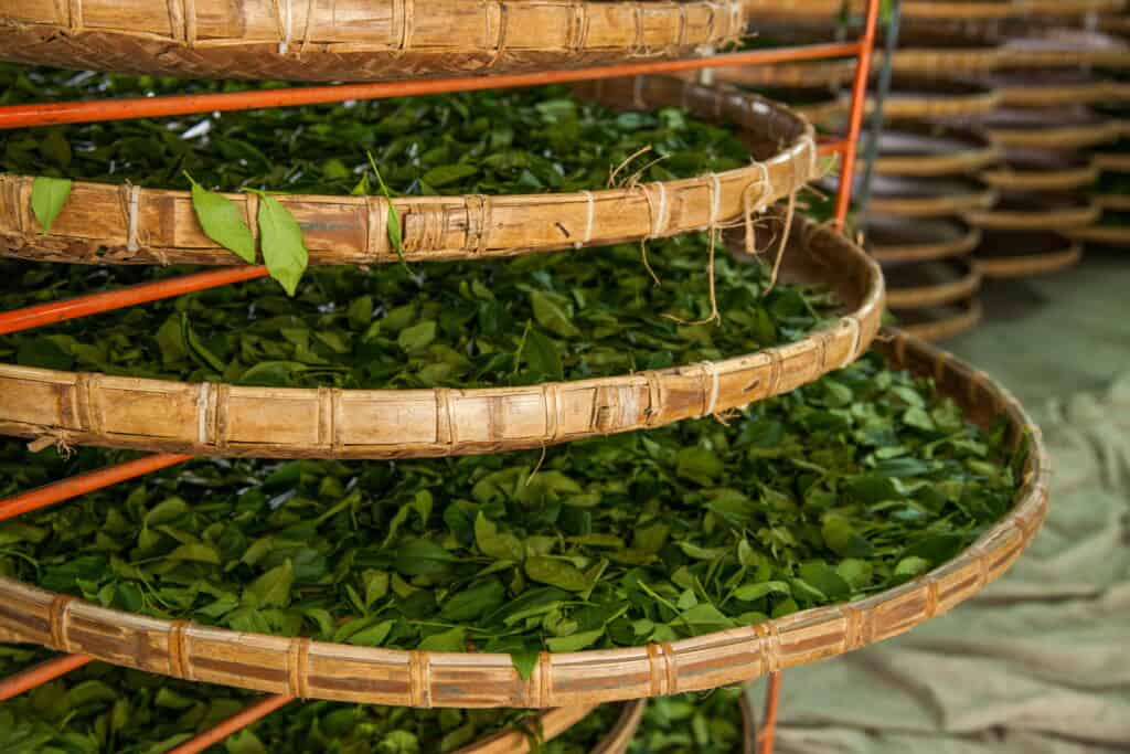 oolong tea leaves in drying racks